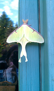 back view of a luna moth