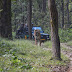 Huge Tiger Spotted at Kanha National Park 