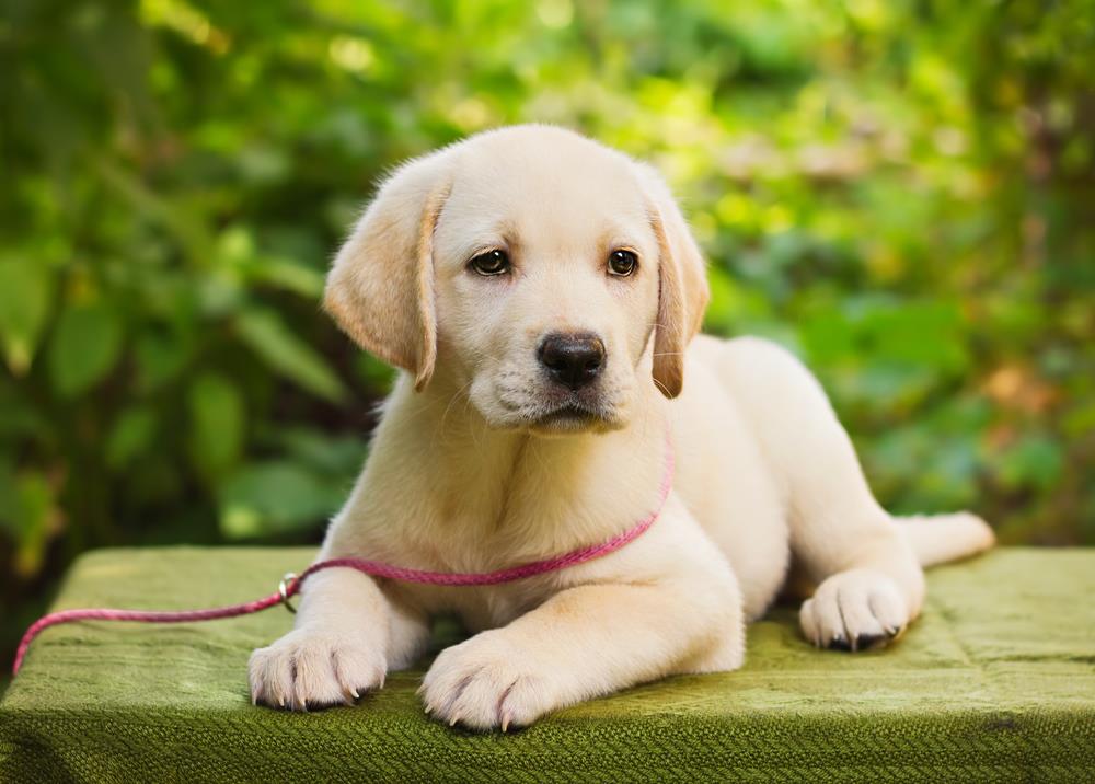 labrador puppy wallpapers