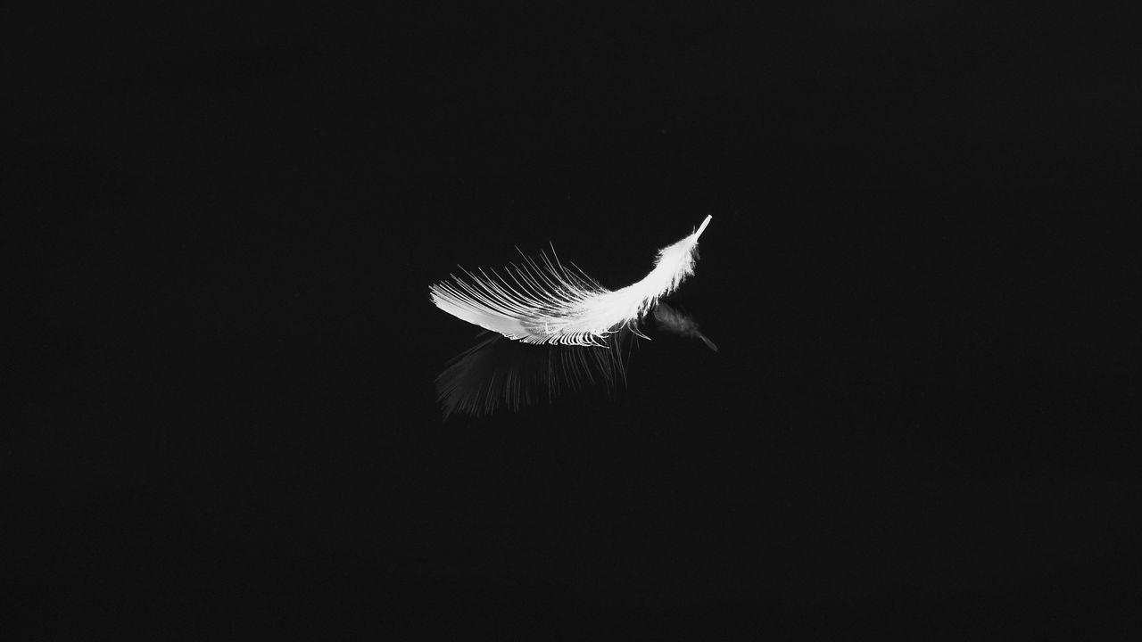 Wallpaper Feather Reflection White