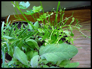 damaged parsley