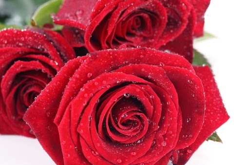 20 Gambar Foto Bunga Mawar Merah