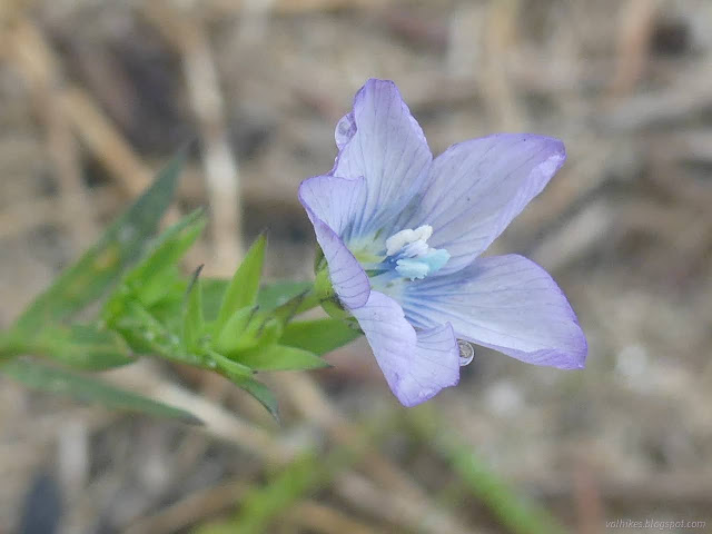 10: little blue flower