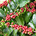 Apa Itu Kopi Gayo ?