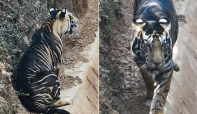 Harimau Hitam Ultra Langka Difoto Di Odisha. Lihat Foto Ini