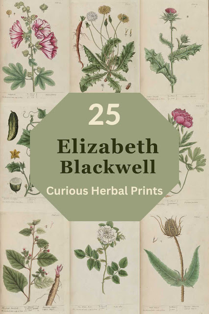 25 Elizabeth Blackwell Curious Herbal Prints
