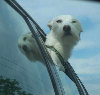 Funny Dog Faces at 50 MPH Seen On www.coolpicturegallery.us