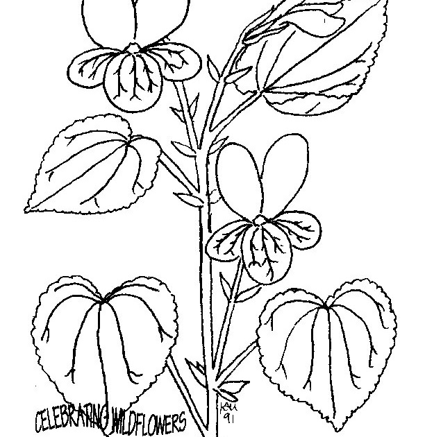 Download Homeschool Nature Study and More ~: Botany Coloring Pages ...