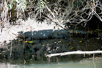 cocodrilo de agua salada