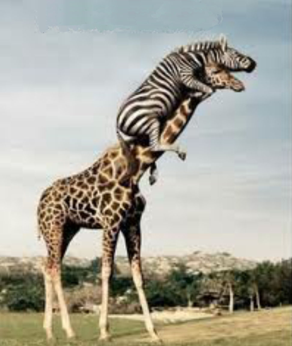 Pin Animal Funny Giraffe Wallpaper Picture on Pinterest