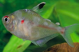 Fresh Water Ornamental Fish - Diseases Pictures