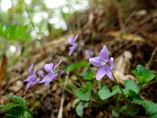 Viola grypoceras