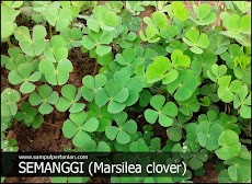 Semanggi (Marsilea minuta L) Gulma tanaman padi