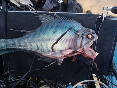 ikan buas memangsa manusia di pantai 