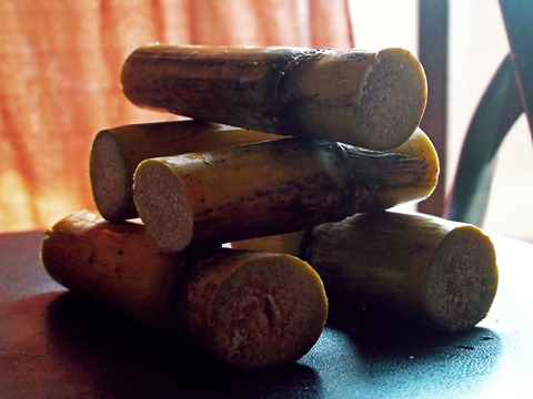 sugarcane (1)
