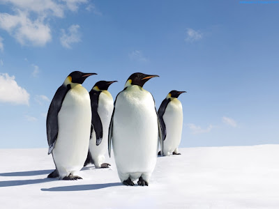 Penguins Standard Resolution Wallpaper 3