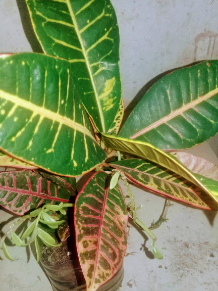 Meu Cróton Petra (Codiaeum variegatum)    Fiz esta muda através de estaquia de caule. Planta enraizada com sucesso!