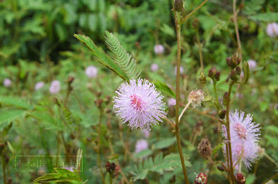 Putri malu, bunga, flower, flowers, wallpaper, wallpaper HD, background, macro, foto makro, photo macro