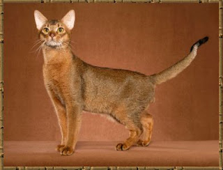 abyssinian cat pets info photo wallpaper
