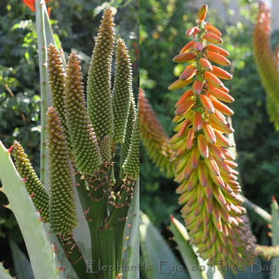 Aloe ferox buds