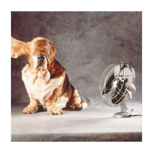 As The Ears Fly By | Funny Basset Photo Canvas