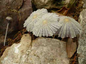 transparent mushrooms