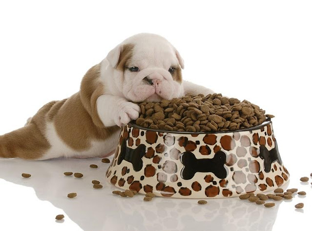 comida para perros cachorros,comida para perros cachorros raza pequeña,mejor comida para perros cachorros,comidas buenas para perros cachorros