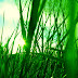 Gras Achtergronden HD Wallpapers