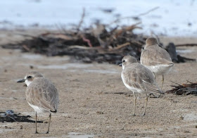 Greater Sandplover (Charadrius leschenaultii)