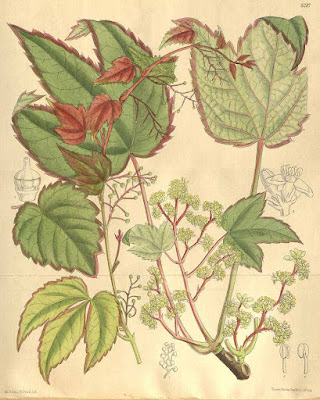 Девичий виноград триострённый (Parthenocissus tricuspidata)
