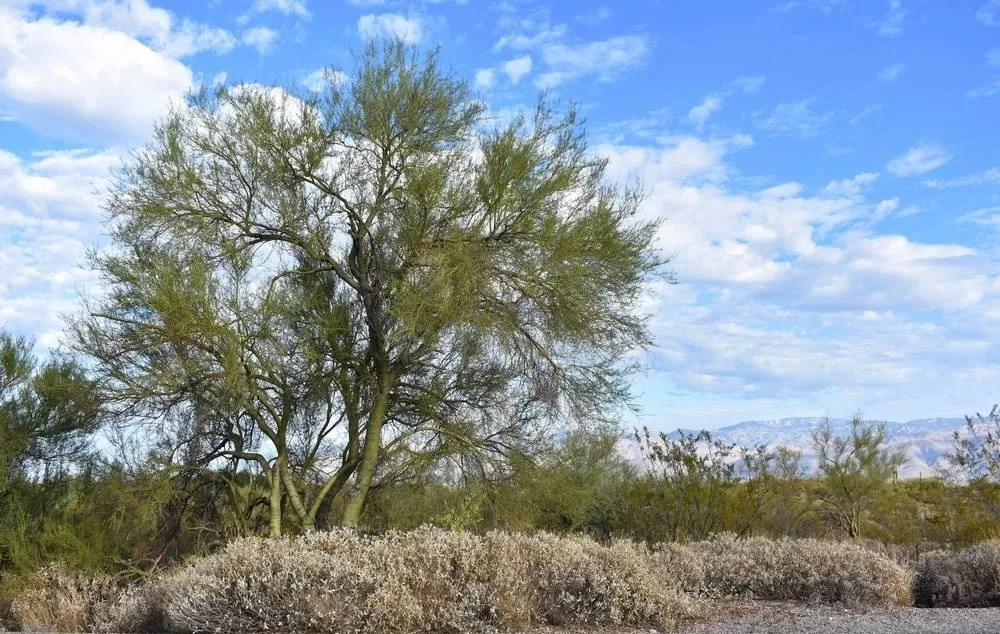 Saguaro National Park