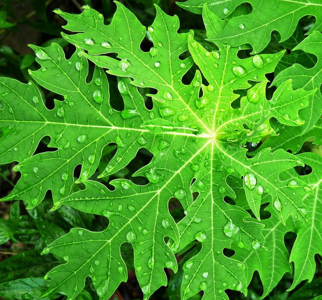 Herba & Kesihatan: Kapsul Pucuk/Daun Betik (Penawar Denggi)