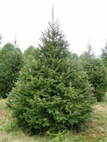 norway-spruce-sml