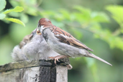 Male house sparrow feeding a youngster