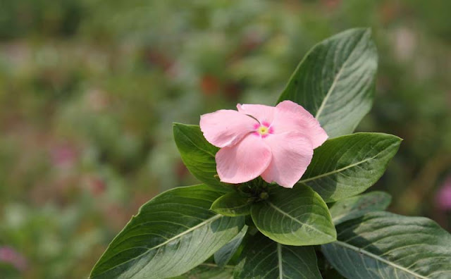 Vinca Flowers Pictures