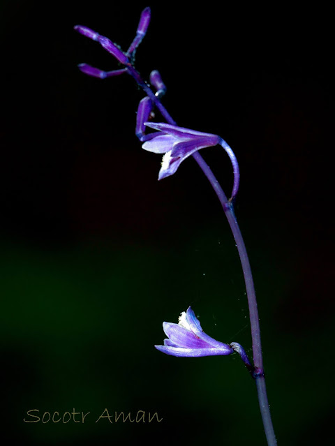 Lecanorchis japonica