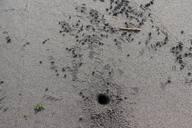 鳥取県の日吉津の砂浜のスナガニの巣穴