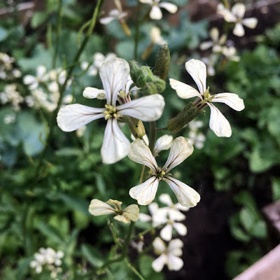 Macro photo of faintly purple-white, four-petaled flowers, arranged alternately on tall stems. The flowers have short yellow-green stamens and black-purple veins, intense in the narrow bases of the petals, and fading at the flared oval ends. They're carried in long cylidrical sepals on short fine stems sprouting from the main stalk. Blurry medium-green and blue-green leaves fill the background.