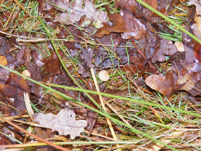 Marasmus scorodonius (Fr. Marasme alliace). Indre et Loire, France. Photo by Loire Valley Time Travel.