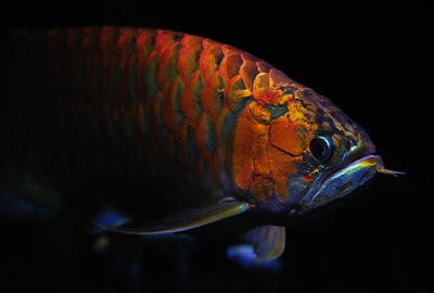 Chili red arowana fish