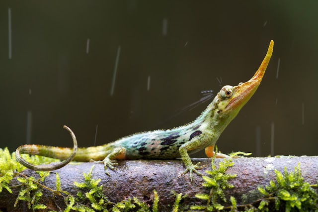 Redescoberto em 2005, lagarto pinóquio é caçado para o comércio internacional de animais