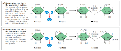 Ikatan  glikosidik, Ikatan  glikosidik adalah, pembentukan disakarida, disakarida adalah, sukrosa, tersusun dari glukosa dan fruktosa, sukrosa adalah, reaksi pembentukan maltosa, maltosa adalah
