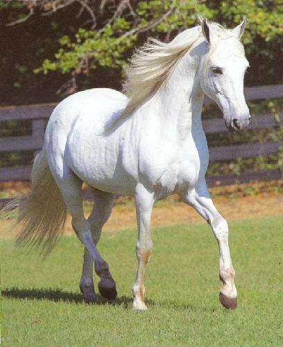 White Horse