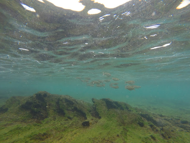 Snorkel en San Bartolomé, Galápagos