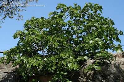 http://www.biodiversidadvirtual.org/herbarium/Ficus-carica-L.-img357296.html