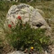 View album