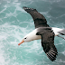Albatrosses