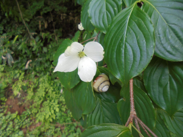 花とでんでん虫