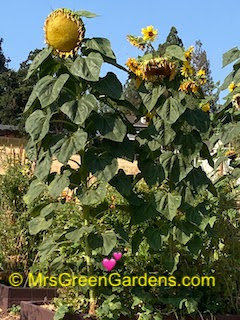 Sunflowers grow tall and strong in the ground