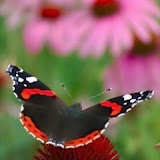 butterflies (62).jpg